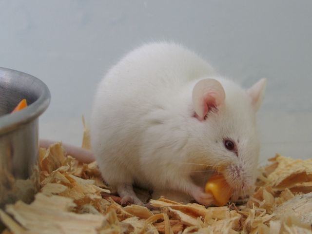 Albino_Mouse